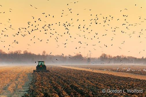 Cloud Of Gulls_10480.jpg - Photographed at Ottawa, Ontario - the capital of Canada.